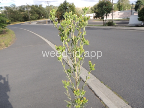 tarweed, cluster
